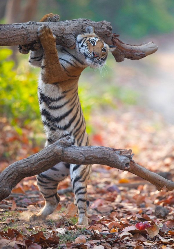 амурские тигры