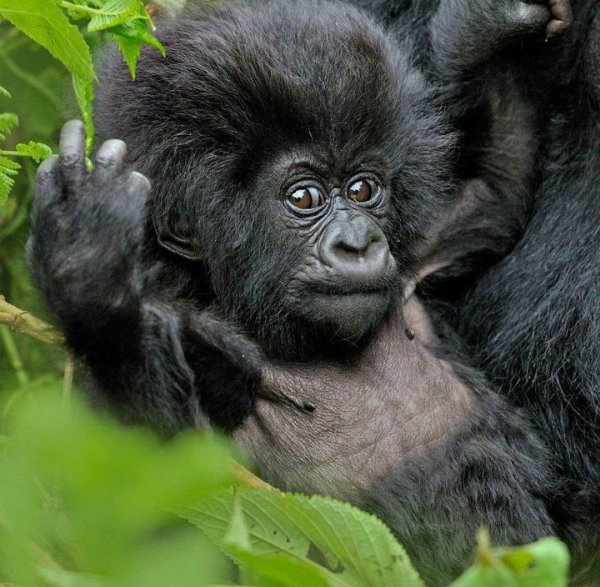 горная горилла