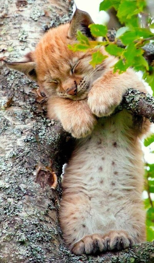 рысь на дереве