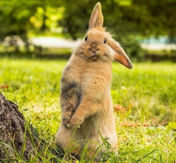 удивленный кролик