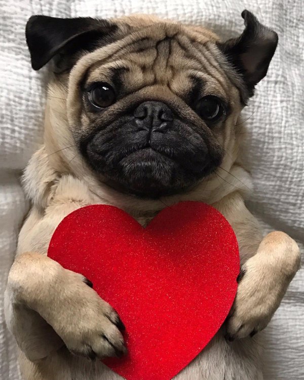 Прикольные животные