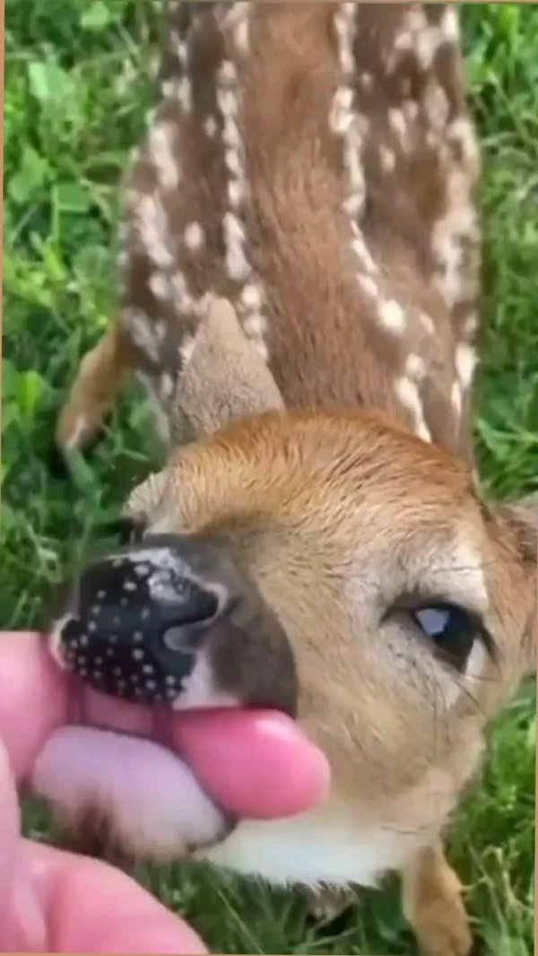 маленькие оленята