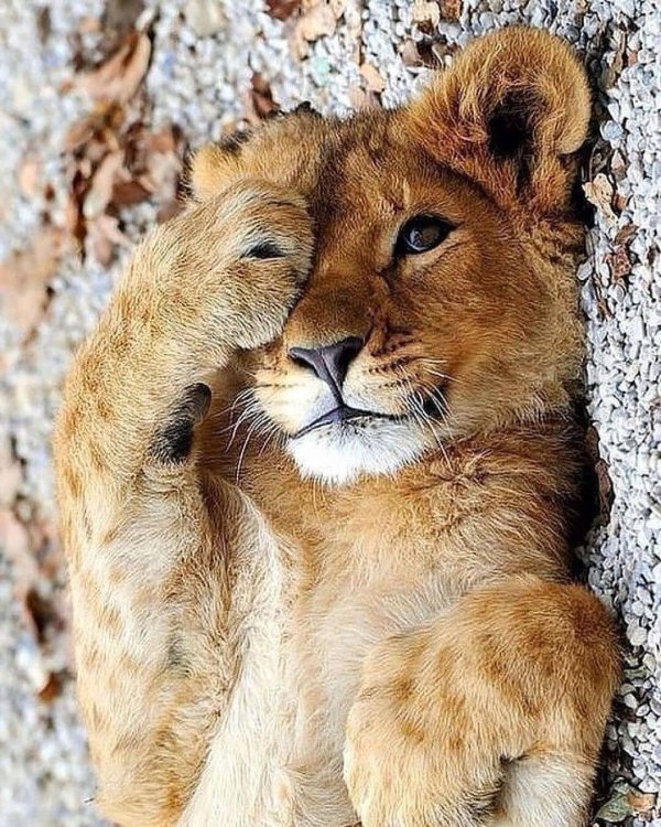 красивый львенок