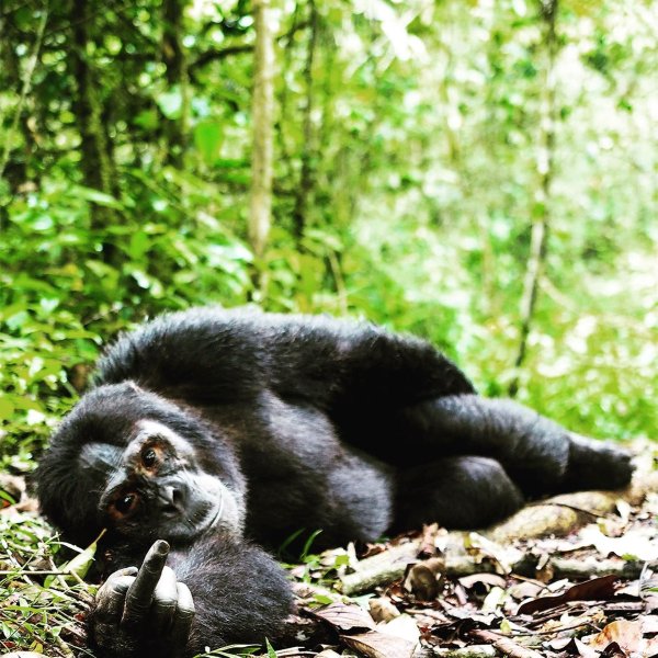 горная горилла