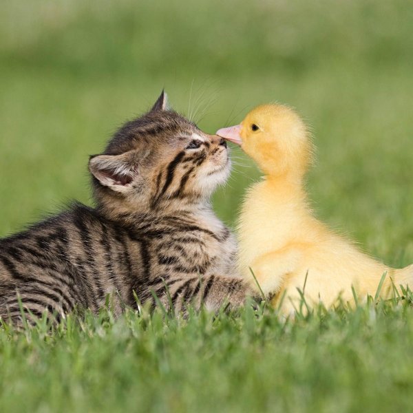 котенок и цыпленок