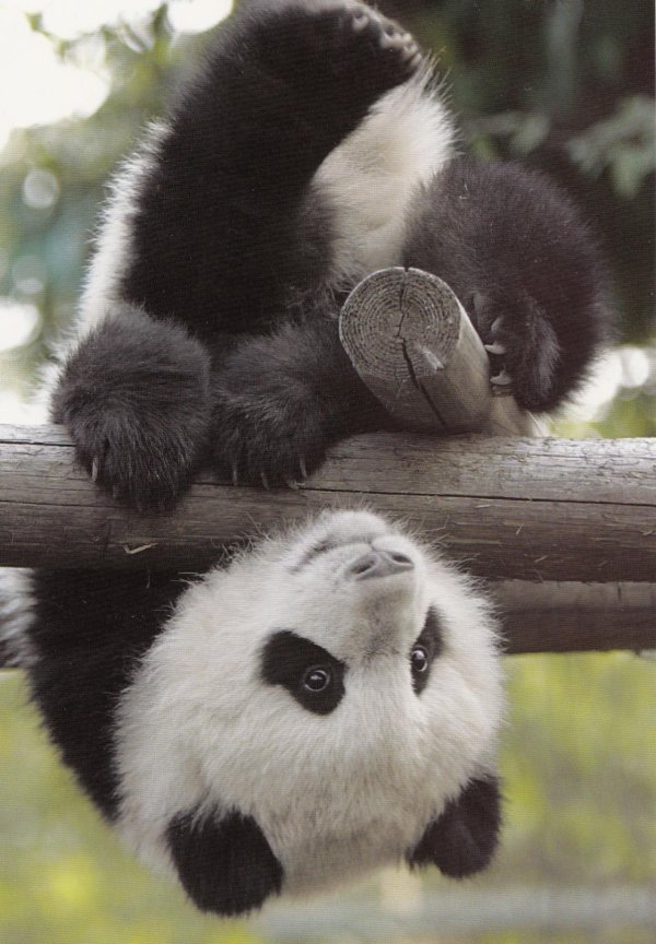 гигантская панда