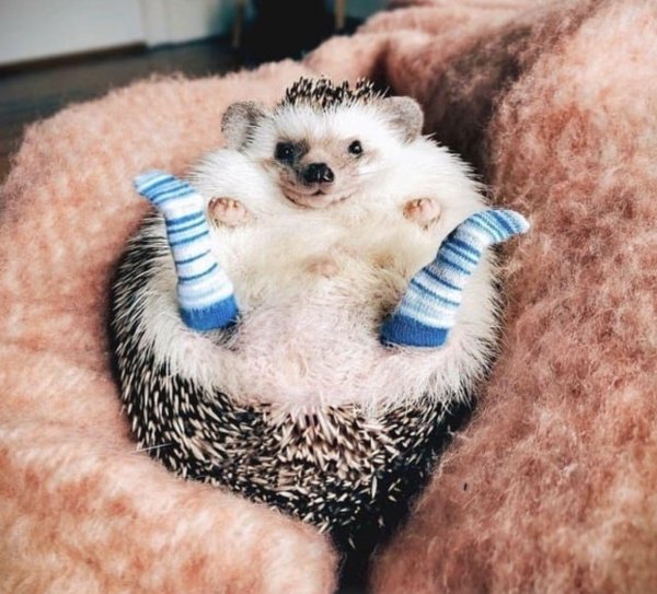 ёжик в носке