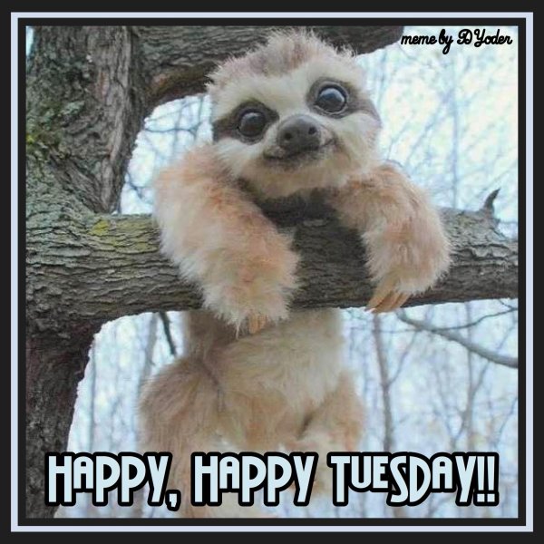 веселый ленивец