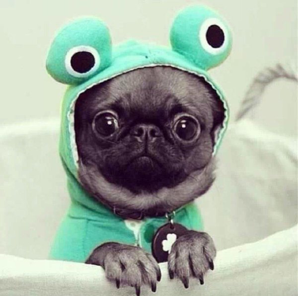 прикольные мопсы