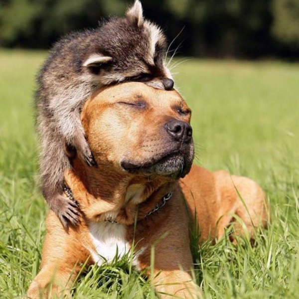 дружба между животными