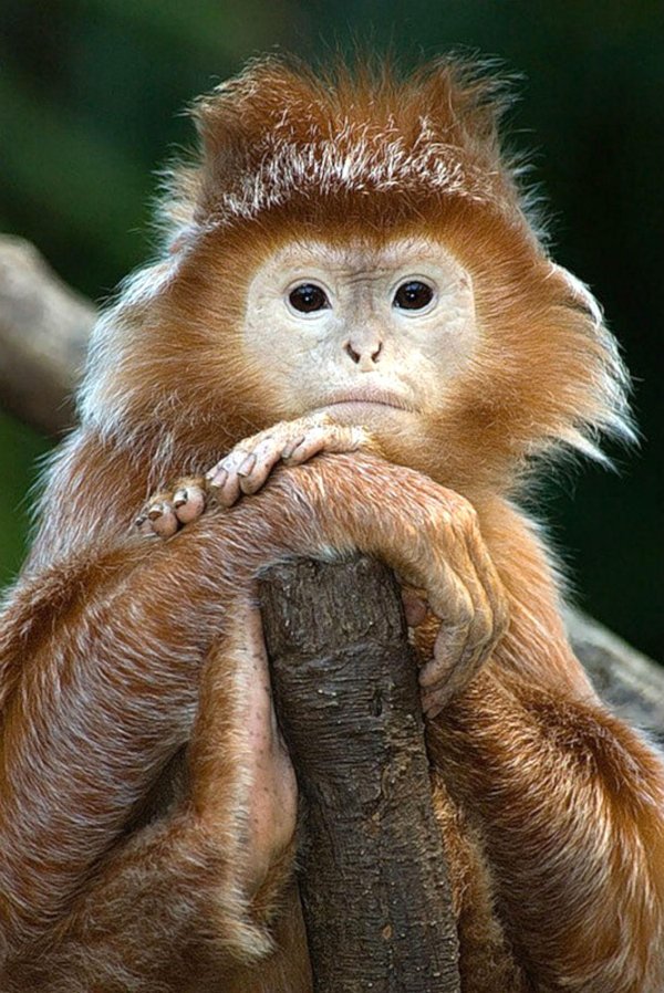 умная обезьяна