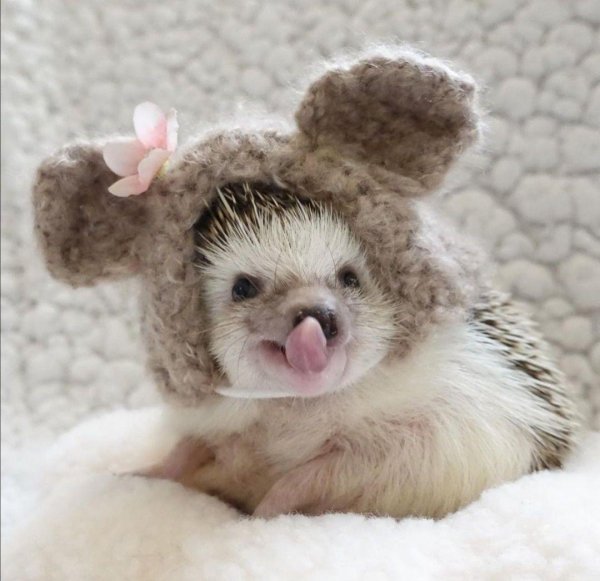 счастливый ежик