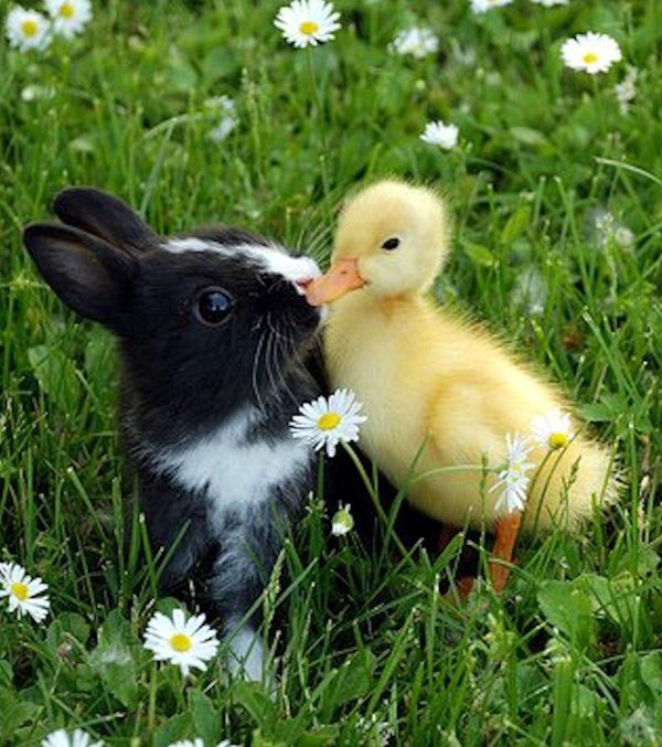 маленькие зверюшки