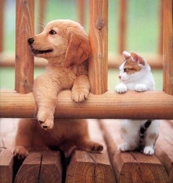 голден ретривер