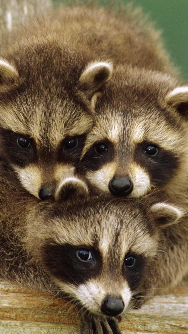 енот полоскун