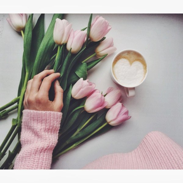 тюльпаны инстаграм