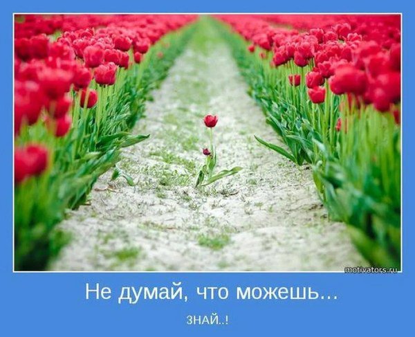 поле тюльпанов