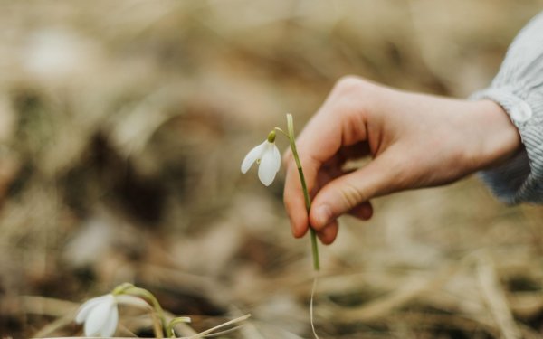 подснежники эстетика