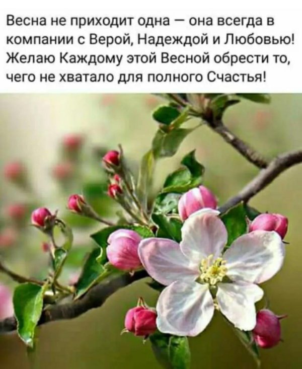 яблоня весной