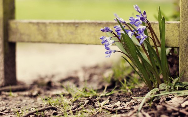 пролеска колокольчатая