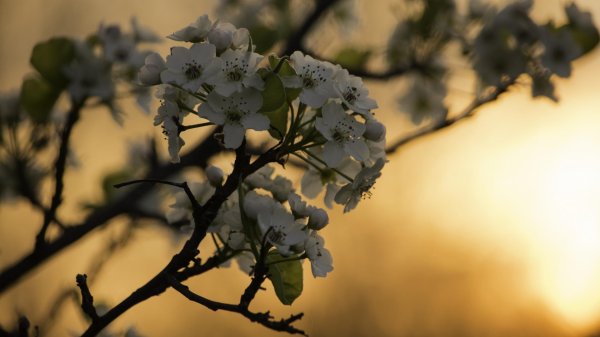 груша уссурийская цветение