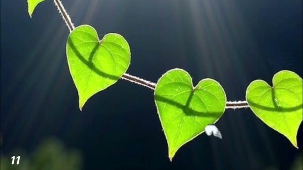 виды сердец