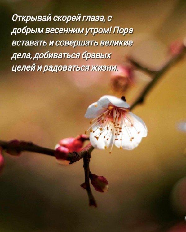 пожелание с добрым весенним утром