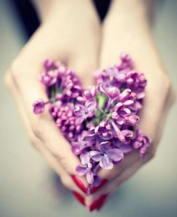 сиреневое сердце