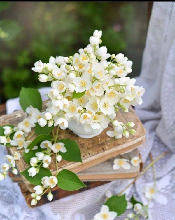 куст жасмин