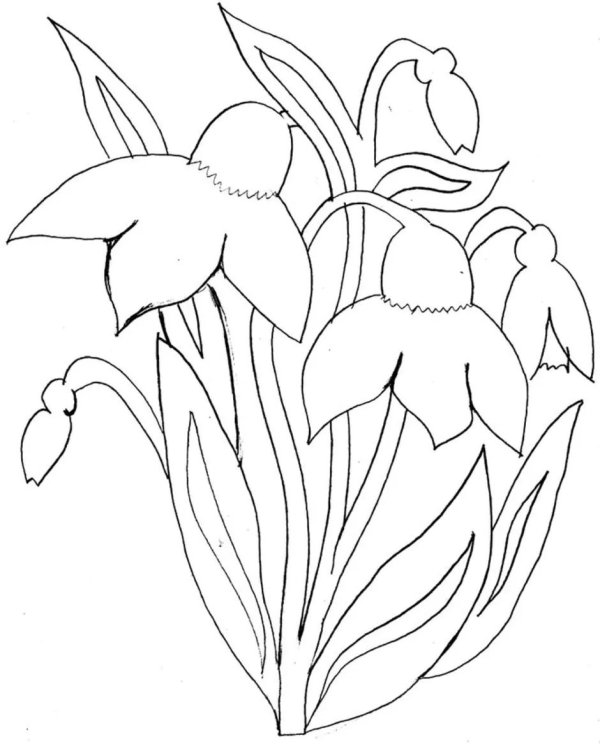 подснежник плосколистный раскраска