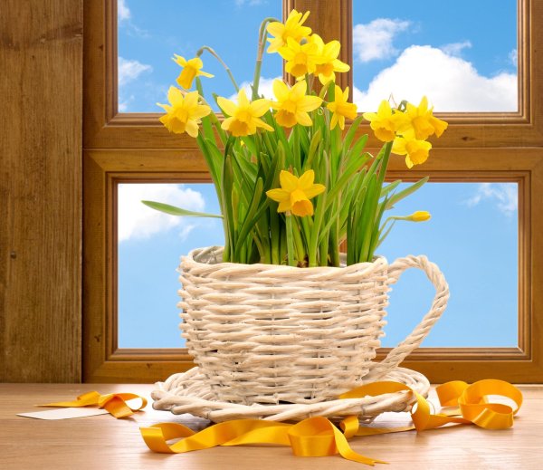 доброе утро с нарциссами
