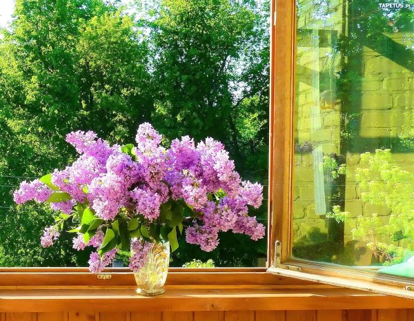 сирень под окном