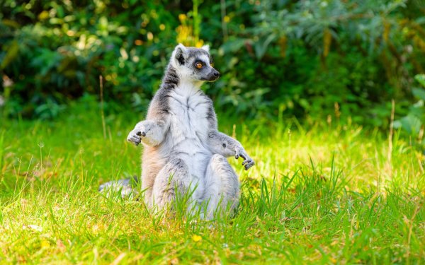 кольцехвостый лемур