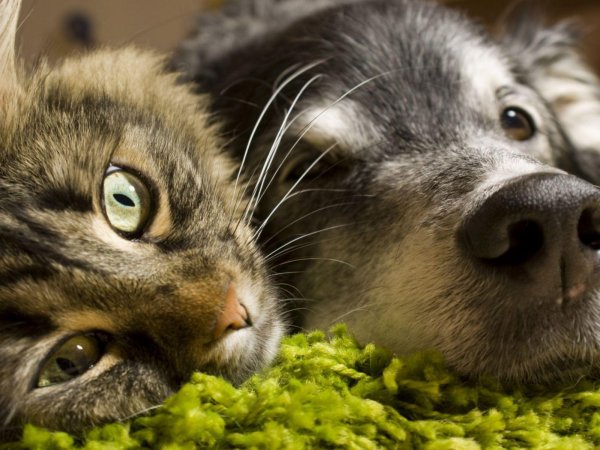 смешные мордочки животных