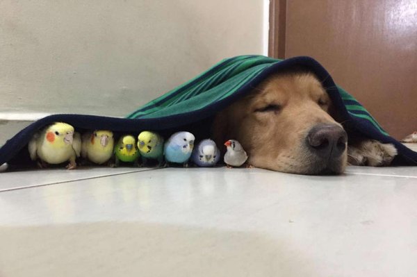 домашние питомцы