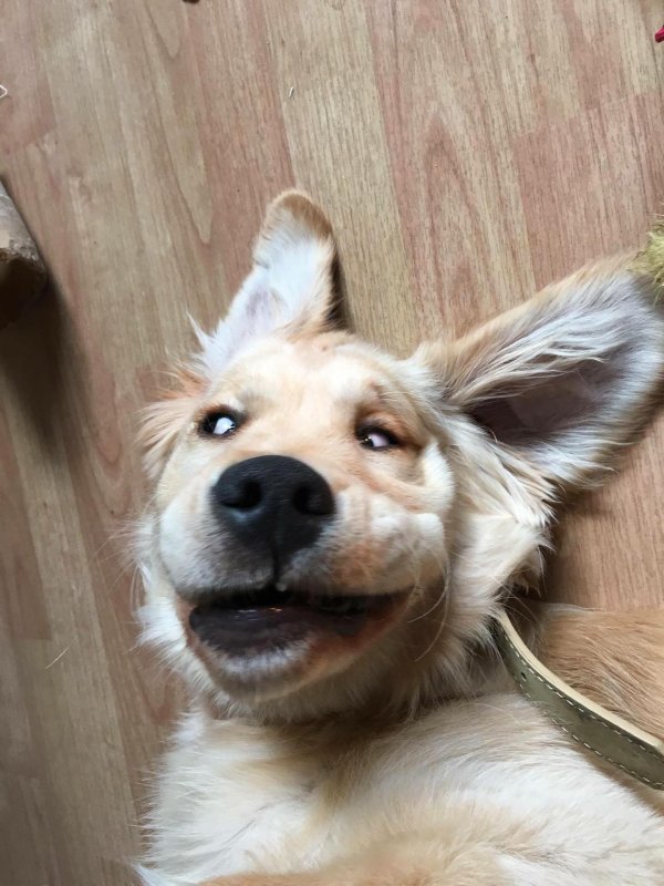 улыбка собаки