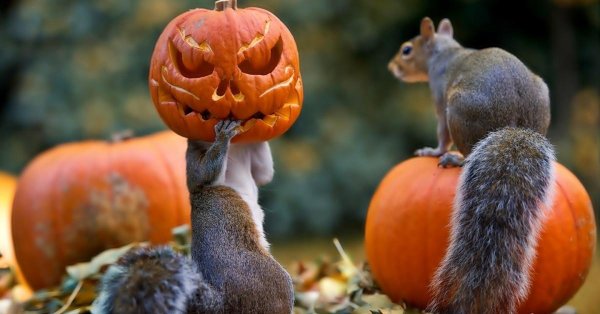 про осень прикольные