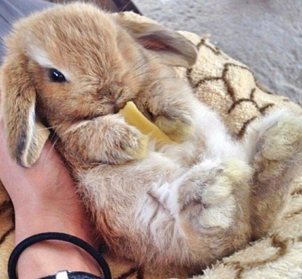 кролик бонзо