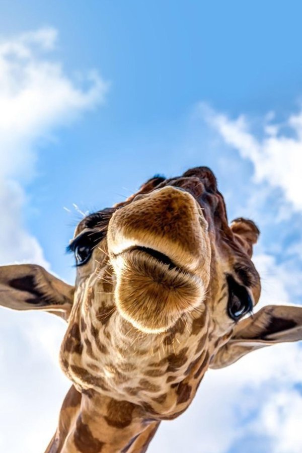 жираф выглядывает