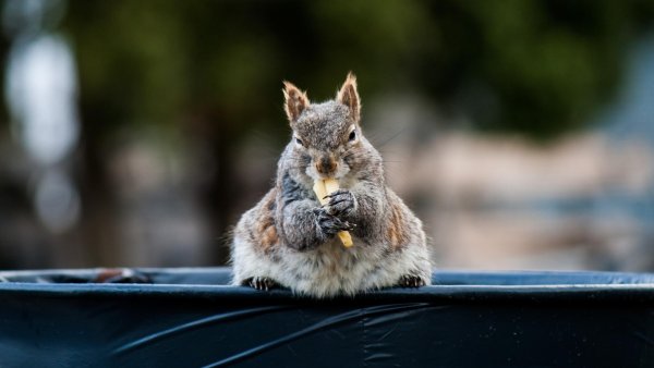 толстая белка