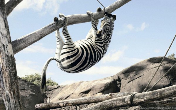 жизнь  зебра полосатая