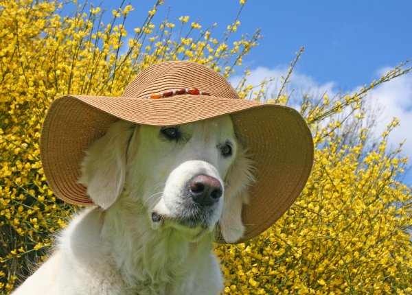 золотой ретривер