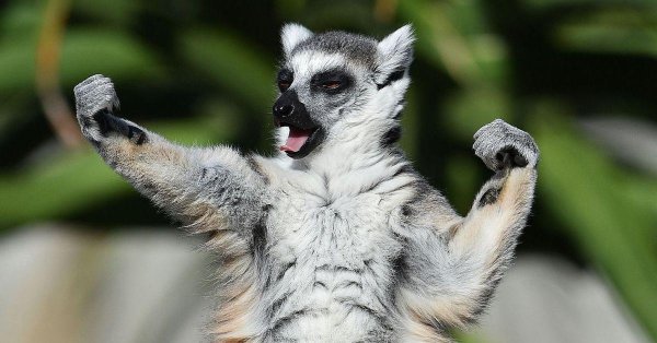 лемур збагоен