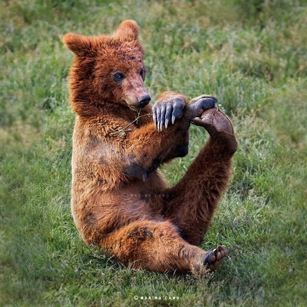 забавный медведь