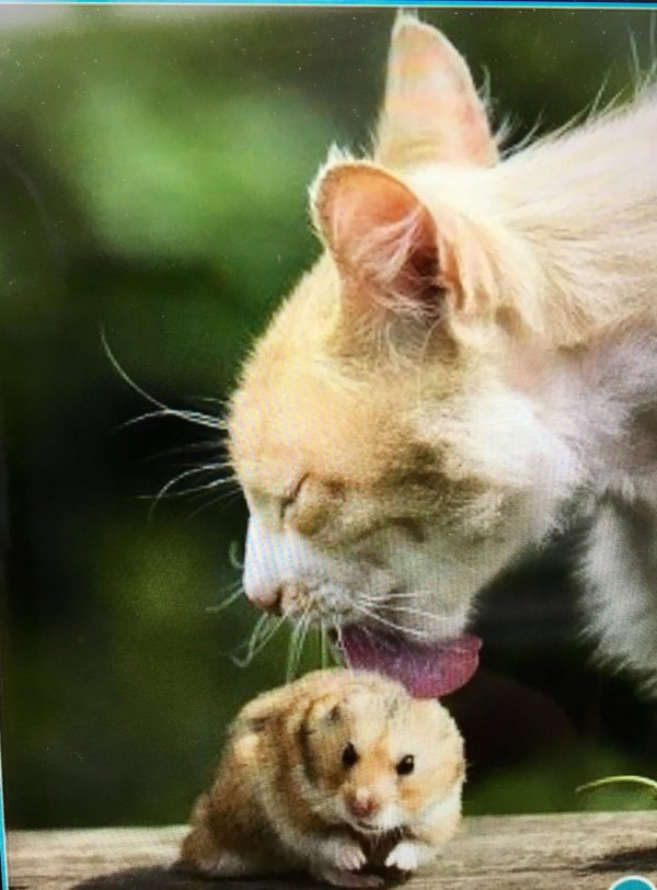 кошка мышка