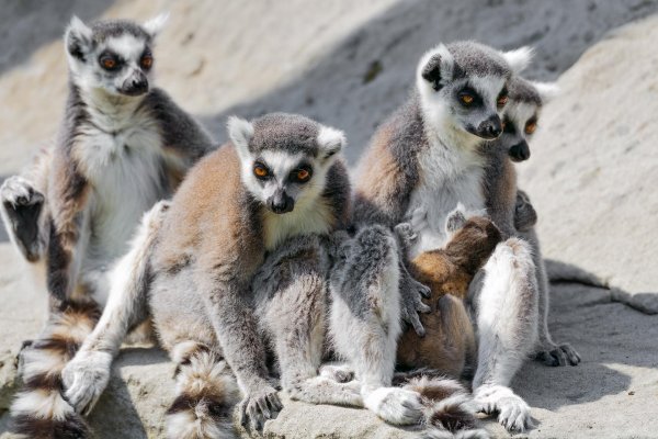 мадагаскарский лемур