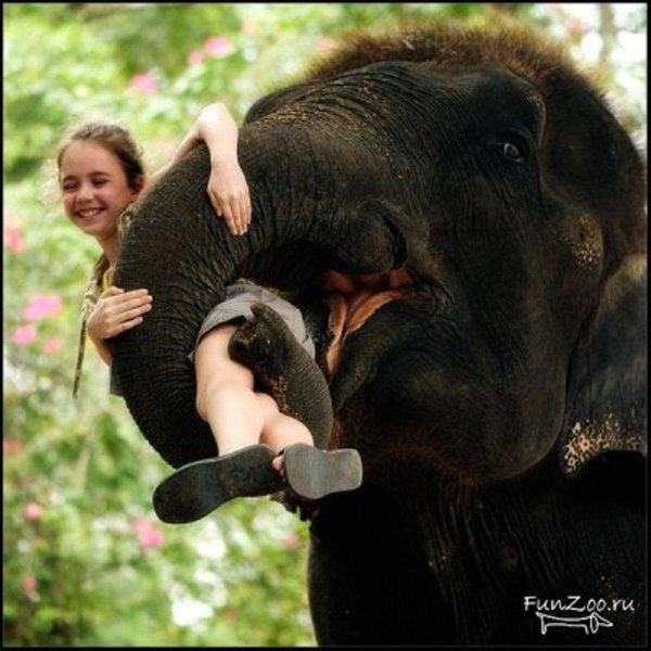 девушка на слоне