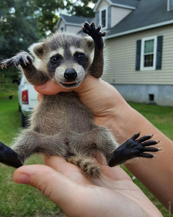 енотик маленький