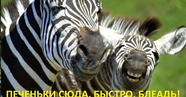 морда зебры