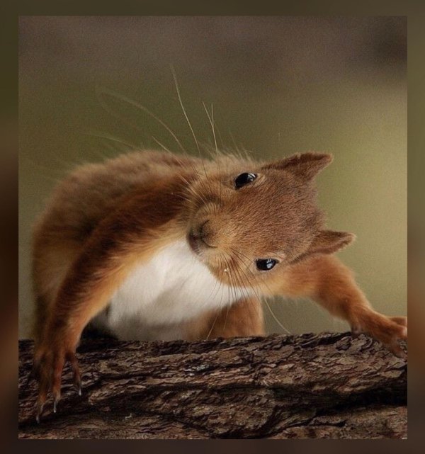 белка обыкновенная